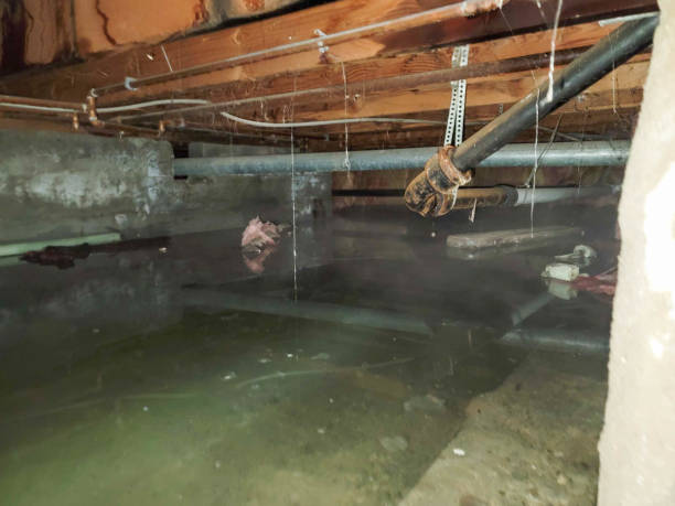 Best Flood damage cleanup  in Centralia, IL